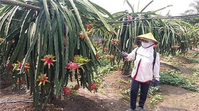 Thanh long 'xuống dốc', nhà vườn lao đao