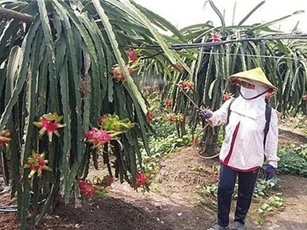 Thanh long 'xuống dốc', nhà vườn lao đao
