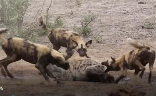 CLIP: Chó hoang đại chiến linh cẩu