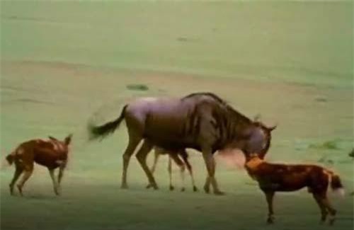 CLIP: Linh dượng mẹ kiên cường chống trả chó hoang, giải cứu con non