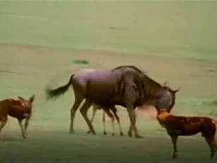 CLIP: Linh dượng mẹ kiên cường chống trả chó hoang, giải cứu con non