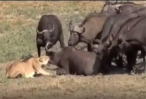 CLIP: Sư tử cái đơn độc tấn công đàn trâu rừng và cái kết