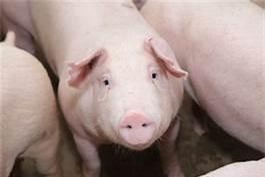 Chuyển đổi mô hình thành công sau dịch tả heo Châu Phi