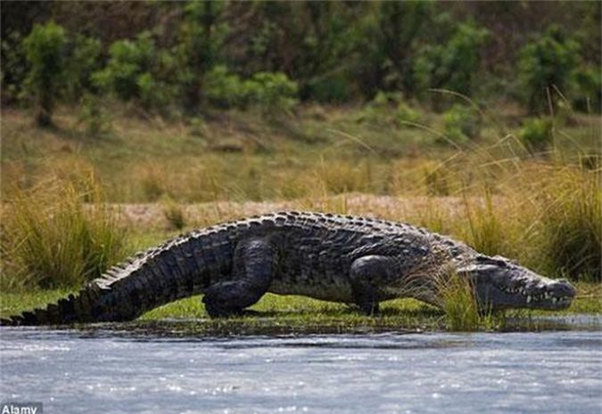 Du khách hốt hoảng chứng kiến cảnh cá sấu ăn thịt người