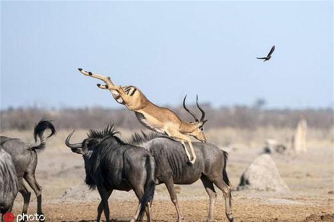 Giật mình với màn phi thân đuổi bắt chim ve đầy ngoạn mục của linh dương