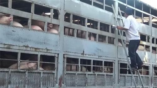 Hà Nội: 180 xã tái phát dịch tả lợn châu Phi