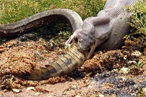 Kinh hoàng cảnh trăn khổng lồ nuốt chửng cá sấu