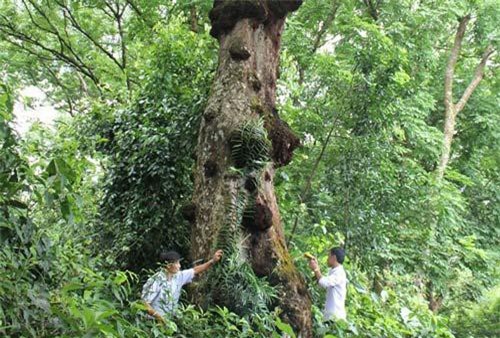 Kỳ bí cây lim khổng lồ 'tự tử' để hiến thân xây đại điện Lam Kinh