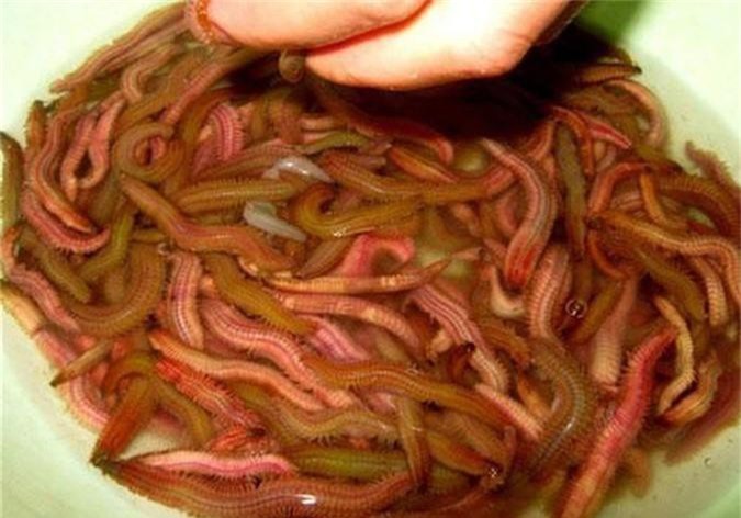 Rươi ngon đang vào mùa, khuyến cáo cần nhớ khi ăn để tránh hại thân