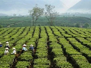 Việt Nam là nhà cung cấp trà số 1 cho Đài Loan (Trung Quốc)