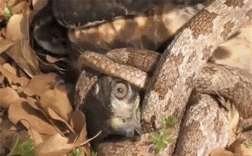 Ác điểu săn rắn ăn thịt, gặp con mồi 'cứng' và kết