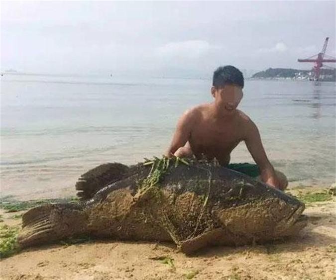 Bắt được cá mú khổng lồ dài gần 2m