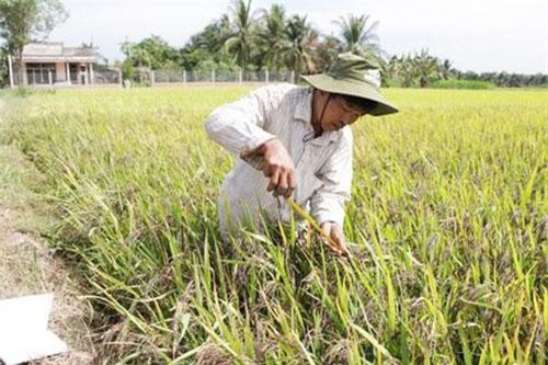 Bến Tre: Cựu chiến binh khởi nghiệp với cây lúa