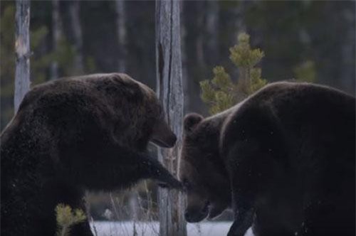 CLIP: Hai con gấu nâu kịch chiến để giành mồi