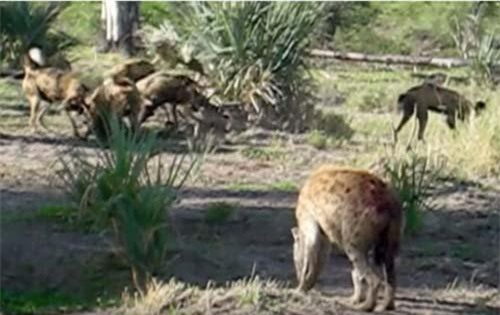 CLIP: Linh cẩu đại chiến chó hoang, giành con mồi