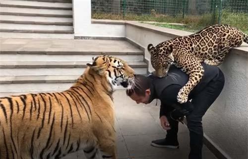 CLIP: Nuôi hổ và báo đốm... làm thú cưng