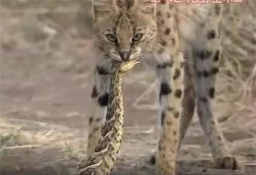 CLIP: Rắn đuôi chuông khổng lồ chết thảm khi chạm mặt linh miêu