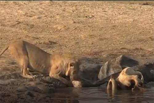 CLIP: Sư tử liều lĩnh cướp mồi của cá sấu