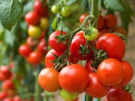 Cách bảo quản cà chua được nhiều mẹ thích thú