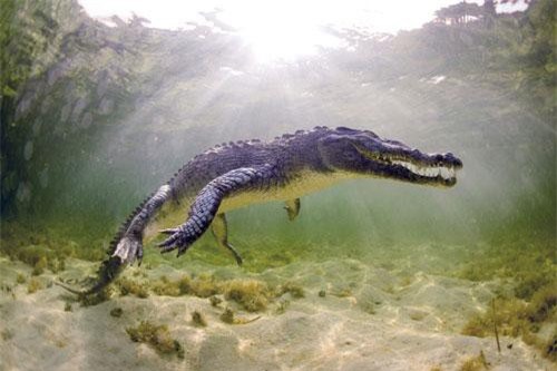 Cực 'độc' cá sấu săn mồi khét tiếng 'khai đao' giết con mồi