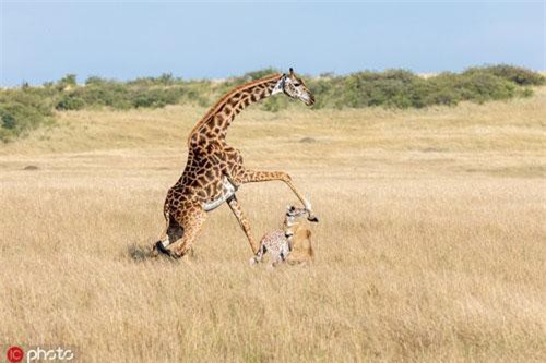 Đau xót hươu cao cổ mẹ đá chết con mình khi chiến đấu với sư tử