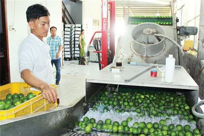 Gắn thương hiệu trái cây với HTX