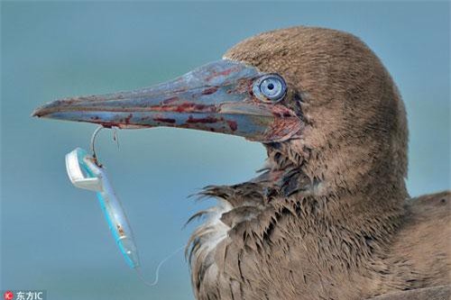 'Hãi hùng' với sự thực sau khuôn mặt đẫm máu của chim điên