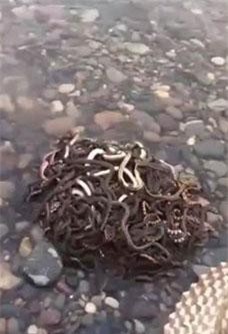 Hàng trăm con rắn 'tụ' thành búi, dọa dân chết khiếp