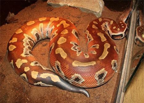 Khám phá về 'Tam đại mãng xà' nổi tiếng của Việt Nam