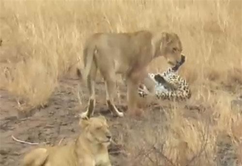 'Nín thở' xem báo hoa mai trốn thoát khỏi sự truy sát bầy sư tử