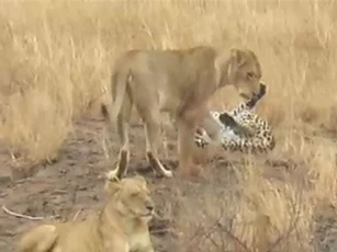 'Nín thở' xem báo hoa mai trốn thoát khỏi sự truy sát bầy sư tử