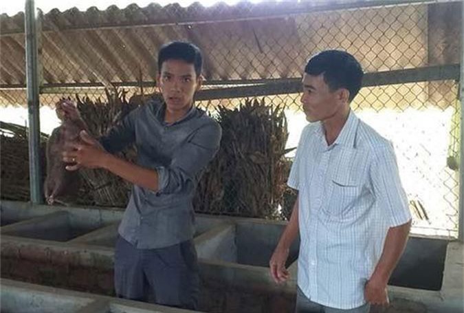 Phú Thọ: Thu nhập ổn định nhờ nghề nuôi dúi