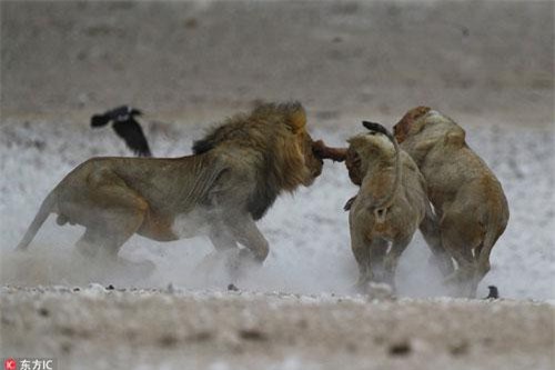 Sư tử trẻ 'đảo chính', tấn công sư tử già lõi đời