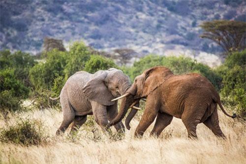 Voi khổng lồ đấu giành quyền lực như trận chiến sử thi