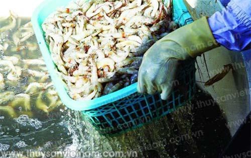 Xuất khẩu tôm tăng trưởng ổn định tại Đài Loan