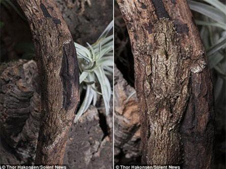 Ảnh khó tin về khả năng ngụy trang của tắc kè