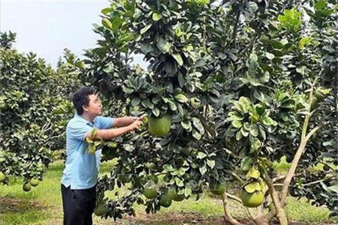 Bà Rịa - Vũng Tàu: Nhiều hộ trồng bưởi da xanh trái vụ lãi tiền tỷ ở xã Sông Xoài