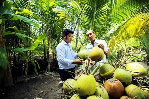 Bến Tre: Hiệu quả từ sản xuất dừa theo chuỗi ở Thạnh Trị