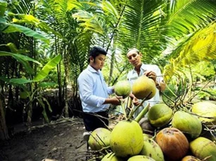 Bến Tre: Hiệu quả từ sản xuất dừa theo chuỗi ở Thạnh Trị