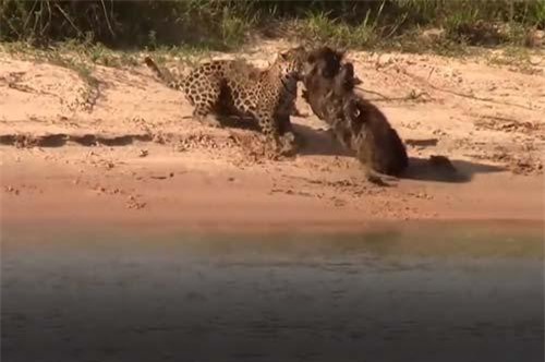 CLIP: Báo đốm đoạt mạng chuột lang