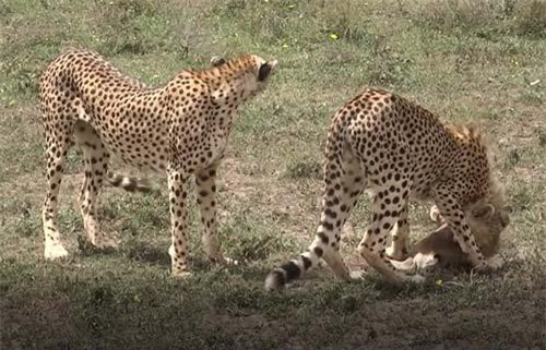 CLIP: Báo săn 'hành hạ' linh dương non