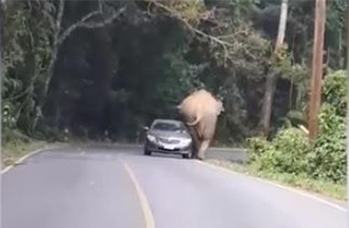 CLIP: 'Hoảng hồn' với cảnh ô tô con suýt bị voi rừng đè bẹp ở Thái Lan