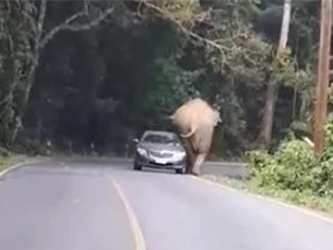 CLIP: 'Hoảng hồn' với cảnh ô tô con suýt bị voi rừng đè bẹp ở Thái Lan