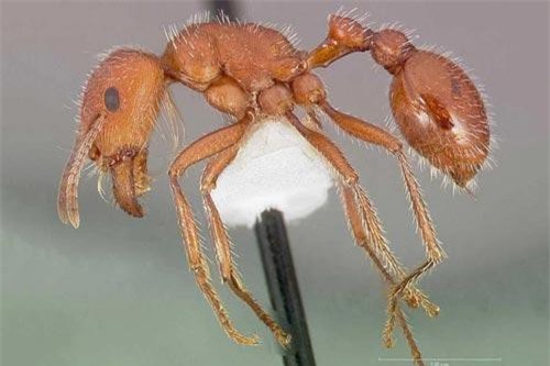 CLIP: Loài côn trùng độc nhất thế giới đoạt mạng con mồi trong 'chớp mắt'