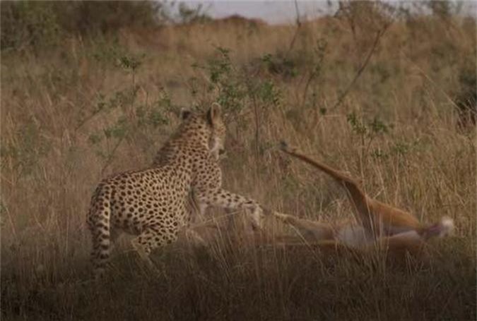 CLIP: Màn rượt đuổi 'nghẹt thở' của báo săn với linh dương