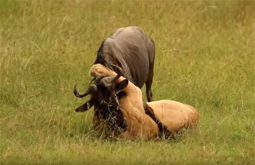 CLIP: Sư tử xé xác linh dương trong 'chớp mắt'