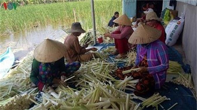 Cà Mau: Dân ăn nên làm ra từ thứ cỏ dại mọc tốt lút cả đầu người