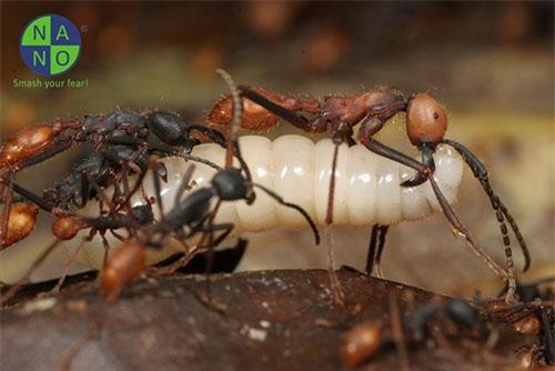 Clip: Điểm danh 10 'gương mặt vàng' trong làng kiến độc có thể bạn chưa biết