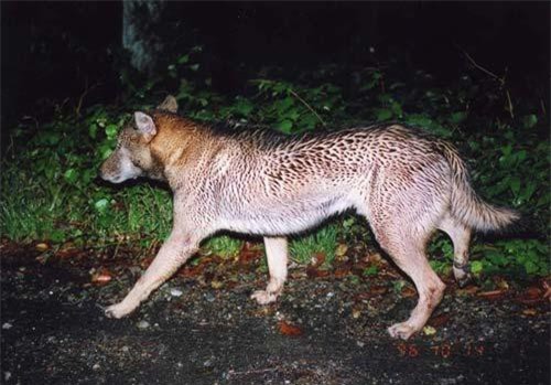 Cuộc săn tìm 'ma sói' Nhật Bản sau lần chạm trán bí ẩn