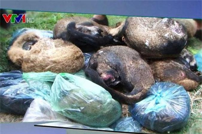 Điện Biên: Thu giữ 47 động vật hoang dã